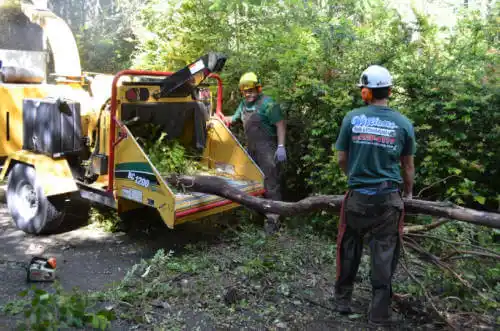 tree services Savannah